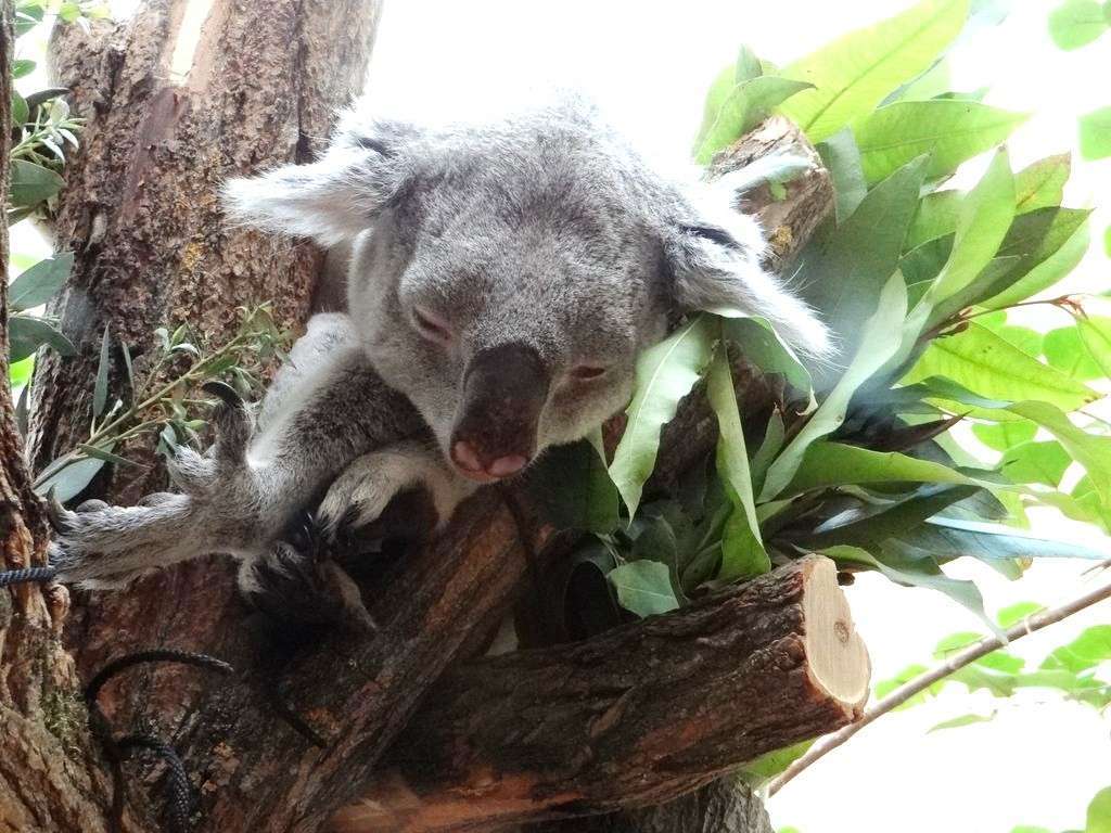 Вена. Зоопарк - коала