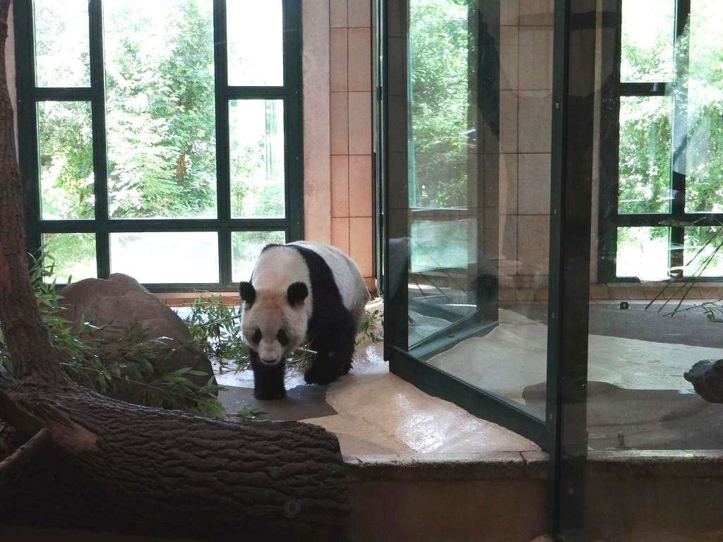Вена. Зоопарк - панда