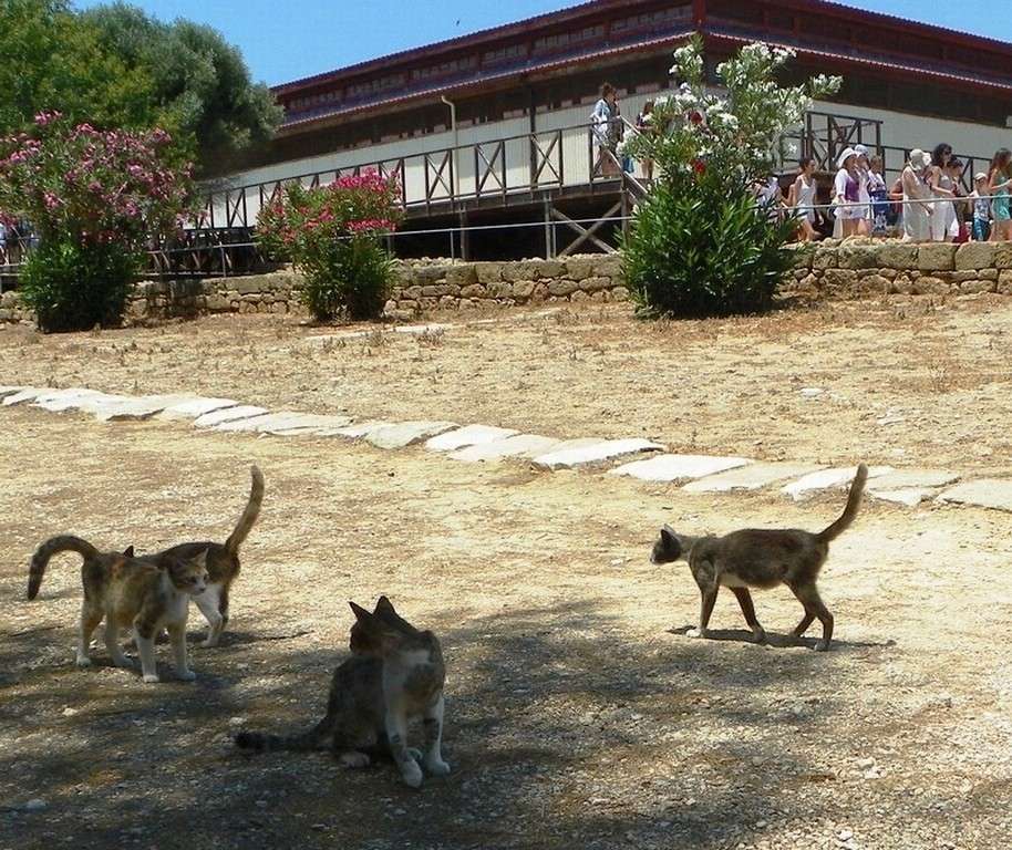 Кипрские кошки