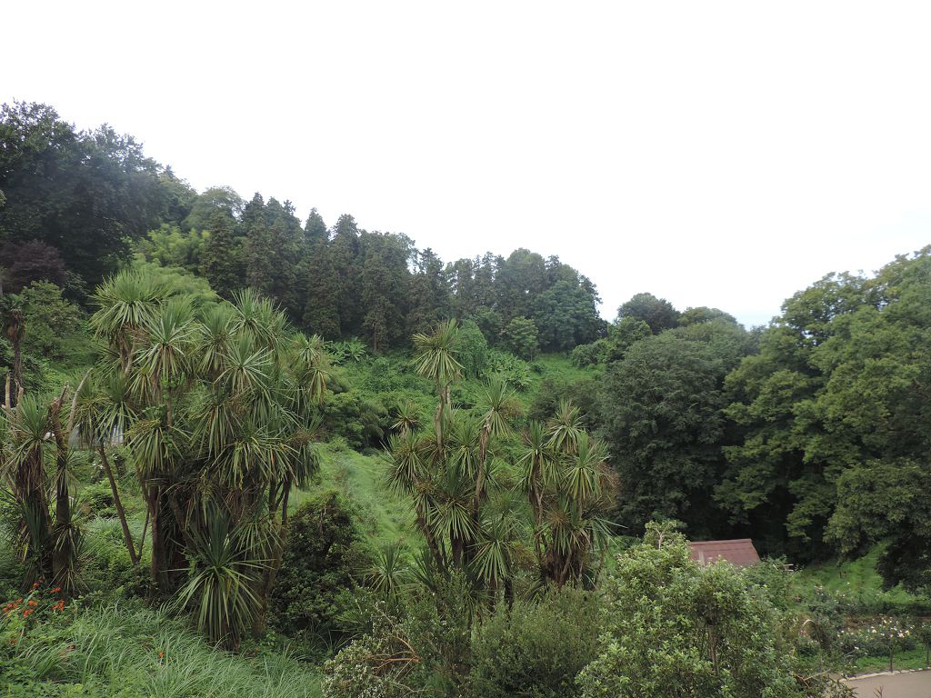 Батуми. Ботанический сад